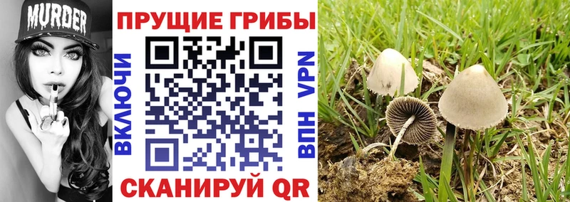 как найти закладки  Жиздра  Галлюциногенные грибы мухоморы 